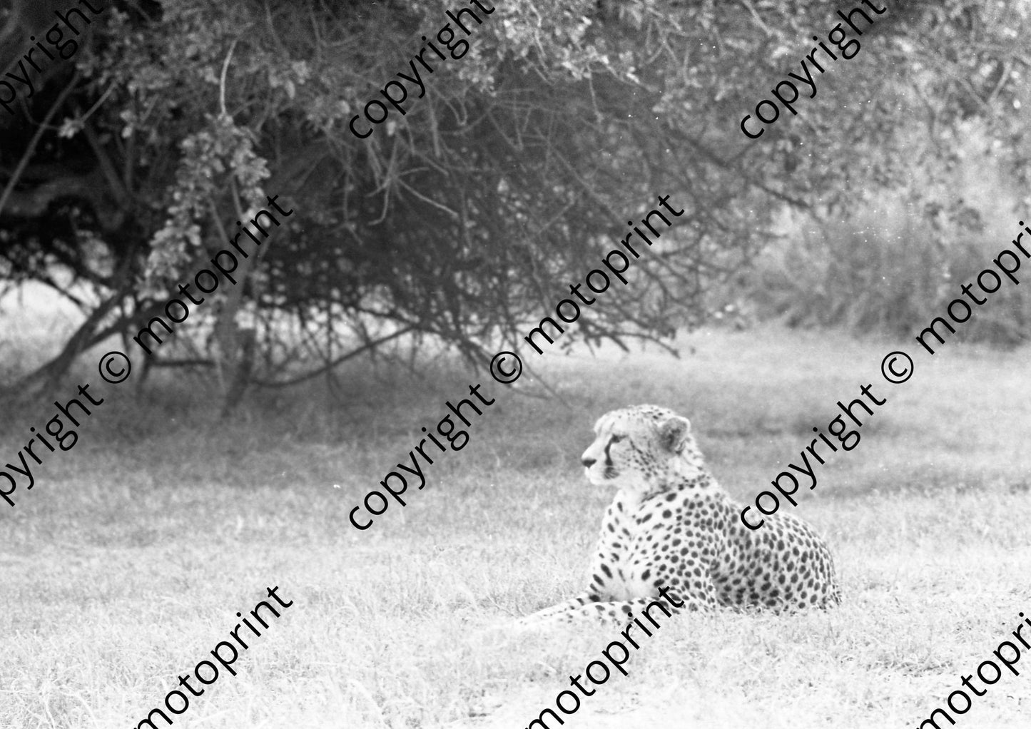1973 Safari 1054 (courtesy Roger Swan) (6)