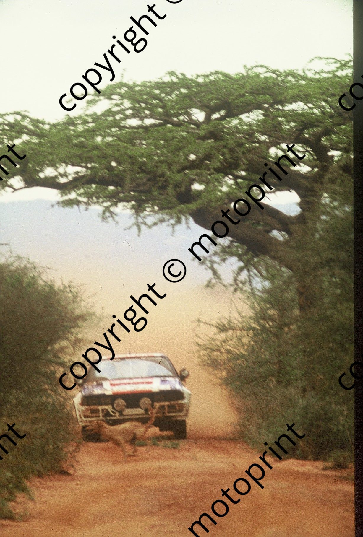 1983 Safari 3 Timo Salonen, Seppo Harjanne Nissan 240RS doggone (courtesy Roger Swan) (343)