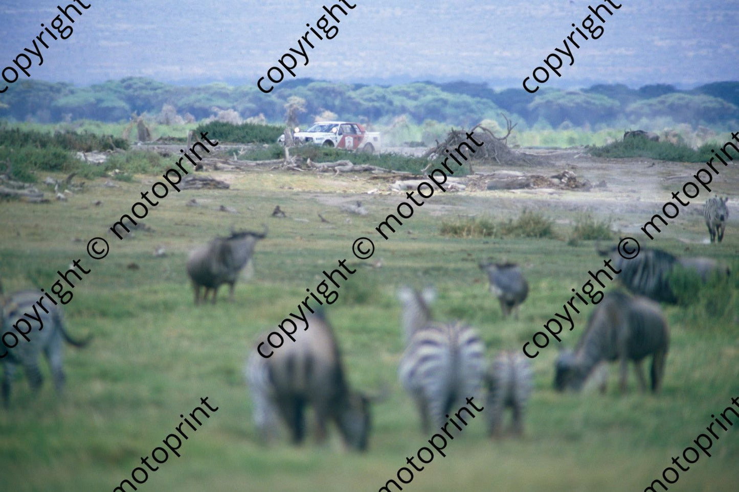 1986 Safari 2 Bjorn Waldegard, Fred Gallagher Celica Twincam wildlife (RSwan) (21)
