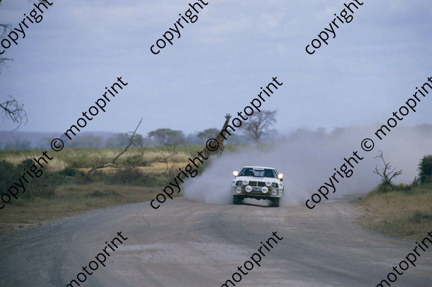 1986 Safari 8 Erwin Weber, Gunter Wanger Celica twincam wildlife (RSwan) (2)