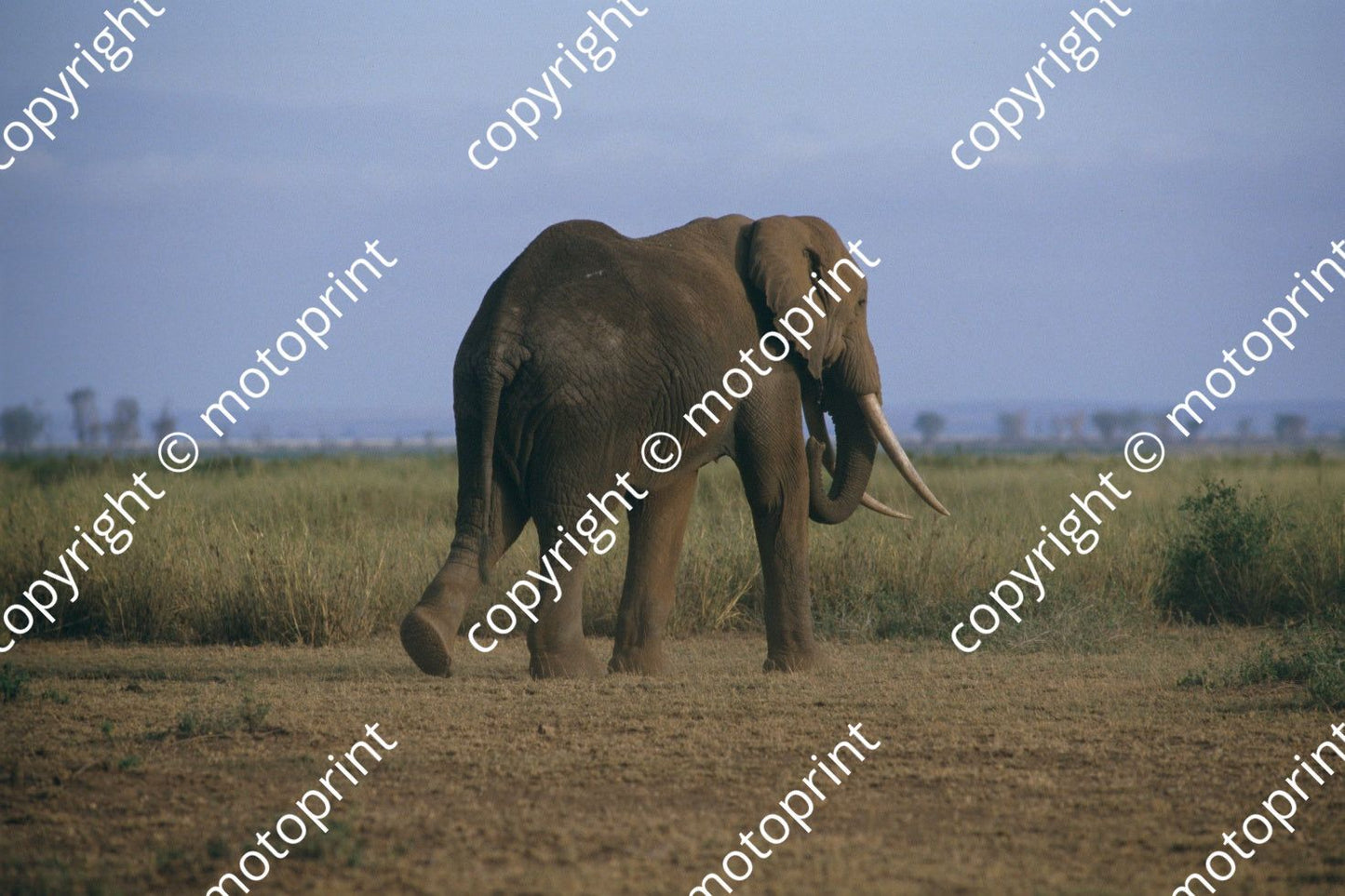 1986 Safari (courtesy Roger Swan) (167)