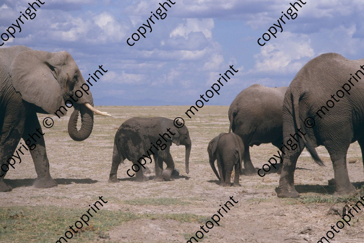 1987 Safari (courtesy Roger Swan) (255)