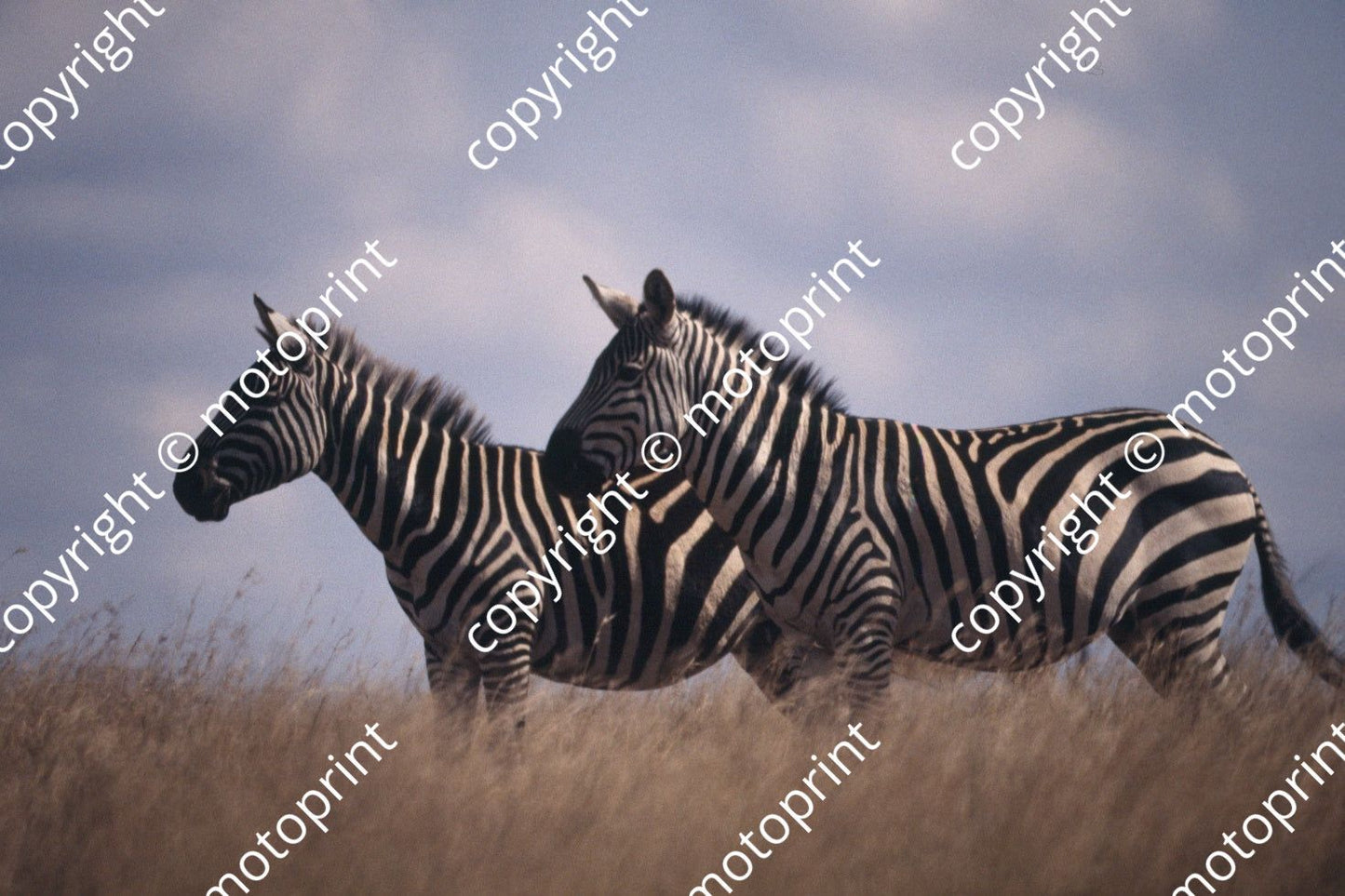 1993 Safari (courtesy Roger Swan) (383)