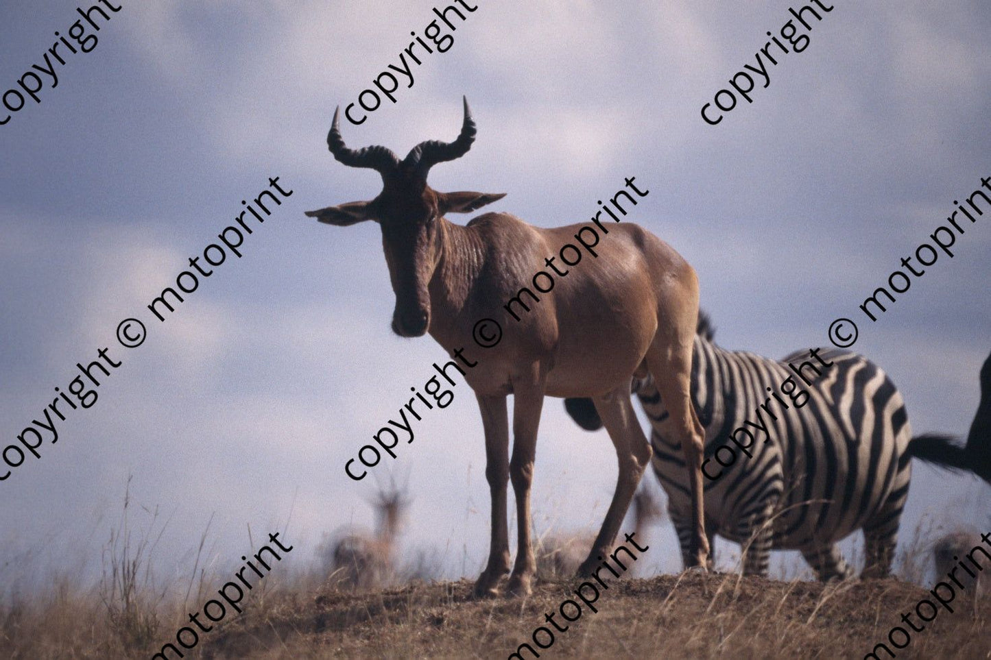 1993 Safari (courtesy Roger Swan) (426)