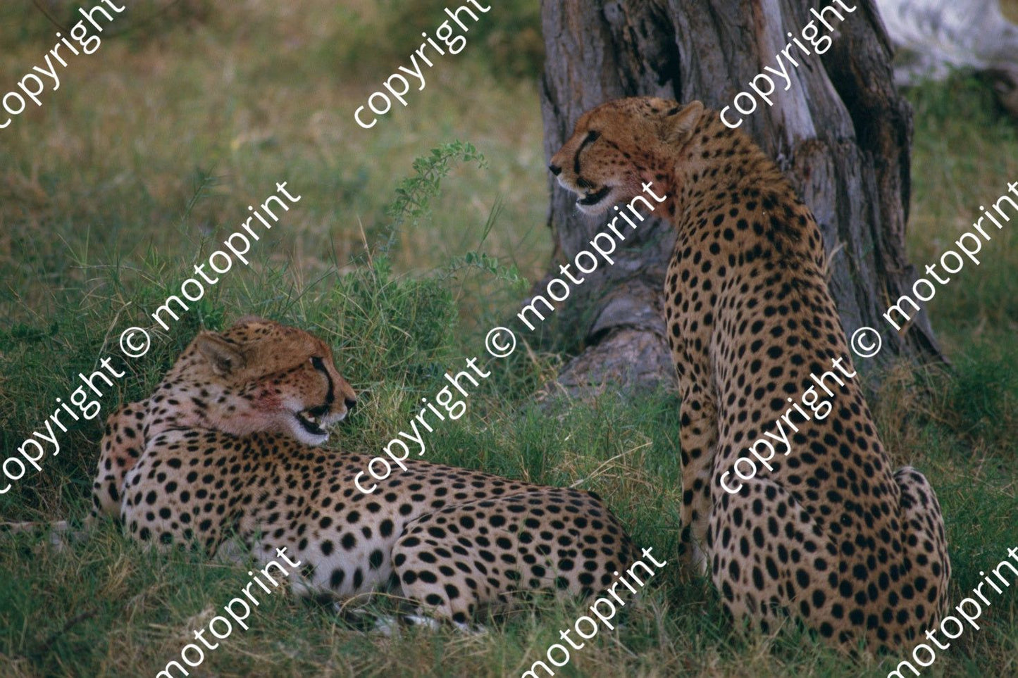 1985 Safari cheetahs (courtesy Roger Swan) (10)