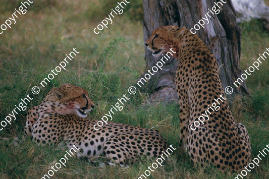 1985 Safari cheetahs (courtesy Roger Swan) (10)