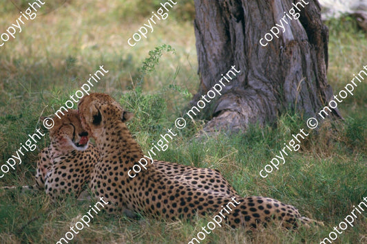 1985 Safari cheetahs (courtesy Roger Swan) (13)