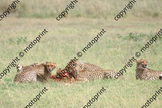 1985 Safari cheetahs (courtesy Roger Swan) (15)