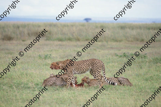 1985 Safari cheetahs (courtesy Roger Swan) (2)