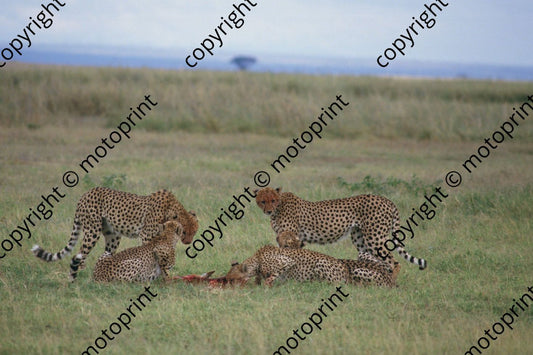 1985 Safari cheetahs (courtesy Roger Swan) (4)