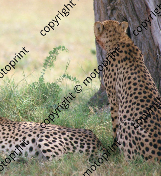 1985 Safari cheetahs (courtesy Roger Swan) (5)
