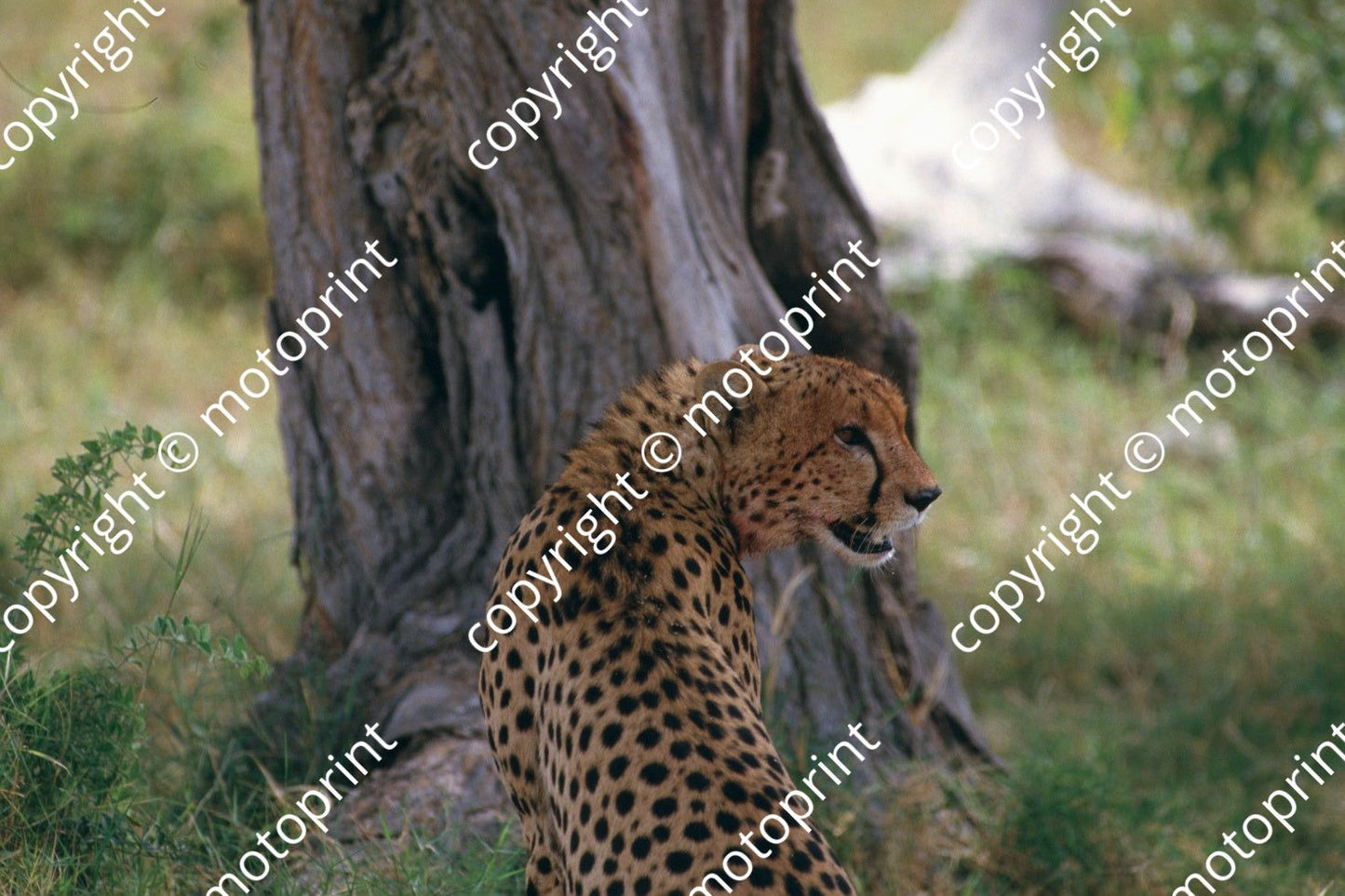 1985 Safari cheetahs (courtesy Roger Swan) (7)
