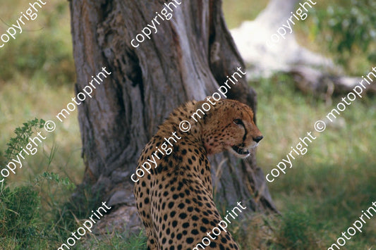 1985 Safari cheetahs (courtesy Roger Swan) (7)