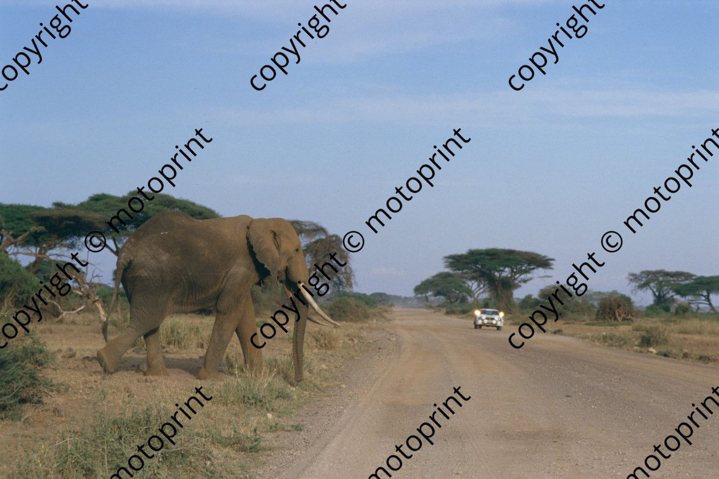 1986 Safari  (courtesy Roger Swan) (205)